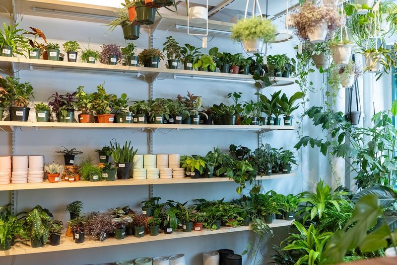 Budget-Friendly Decorating Option