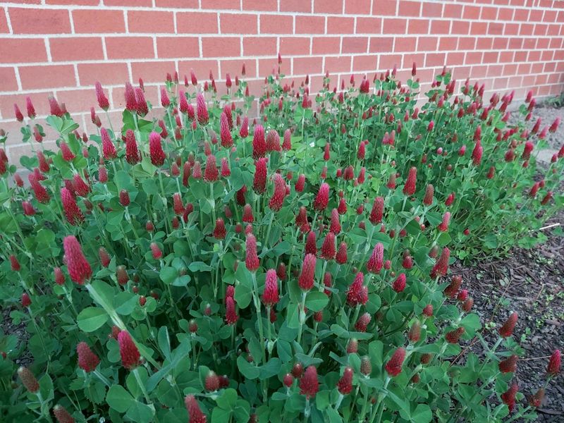 Improves Soil Structure And Prevents Erosion