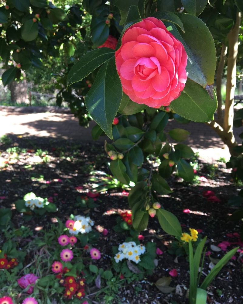 Varieties Create Rainbow Displays Across Gardens