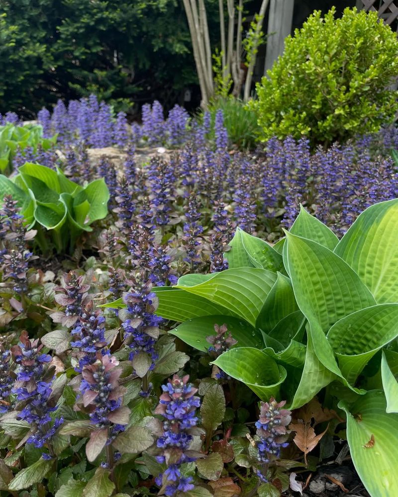 Ajuga (Bugleweed)