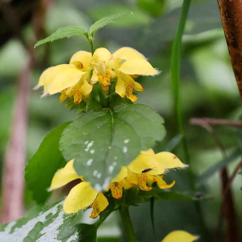 Yellow Archangel (Lamiastrum Galeobdolon)
