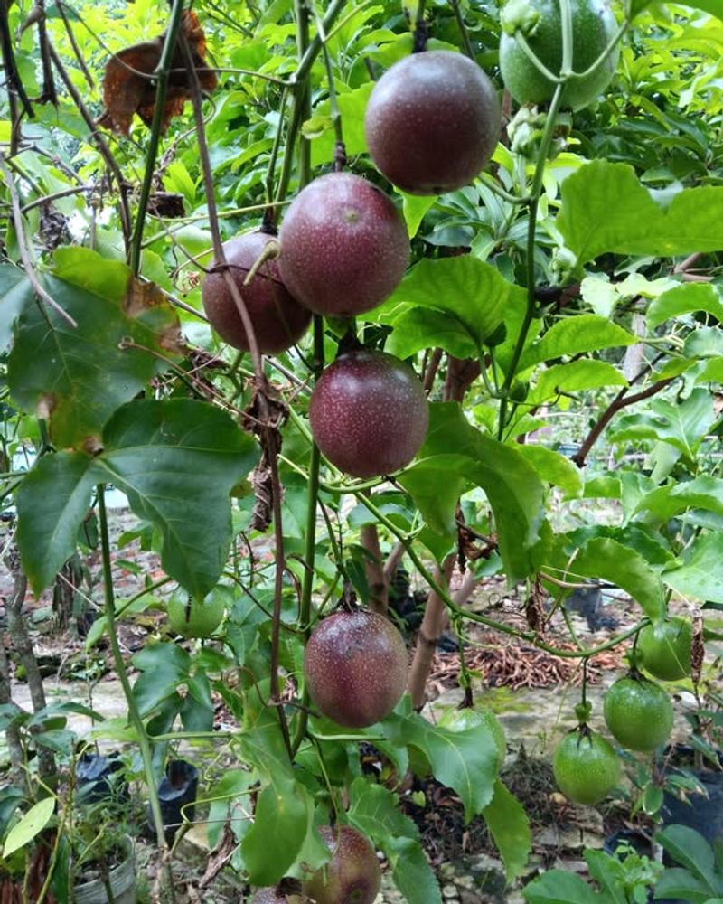 Passion Fruit