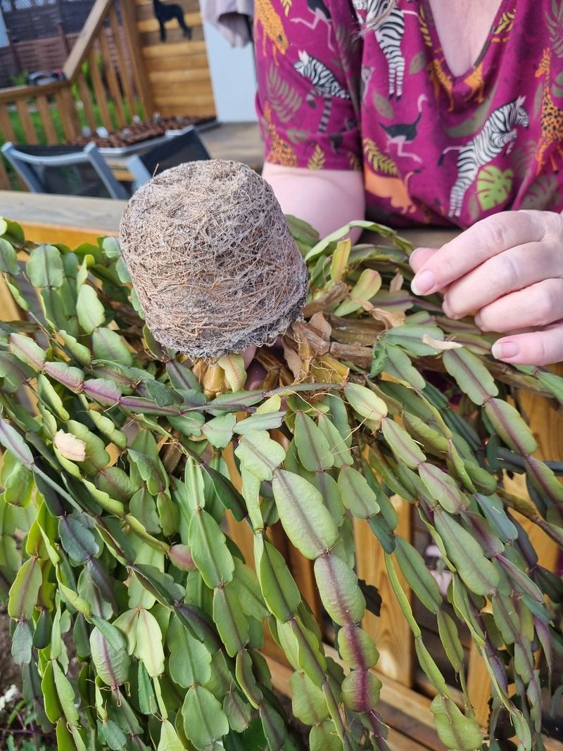 Root Bound Conditions In Small Containers