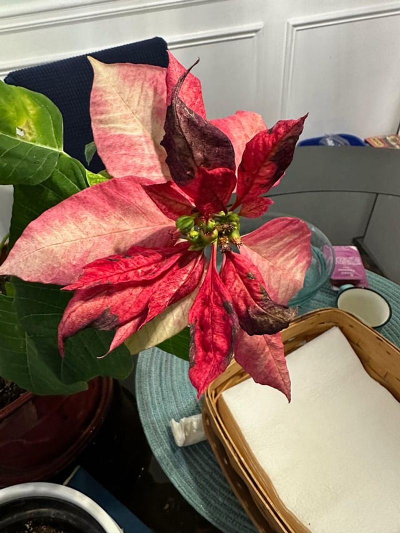 Bract Color Fading Occurs Faster