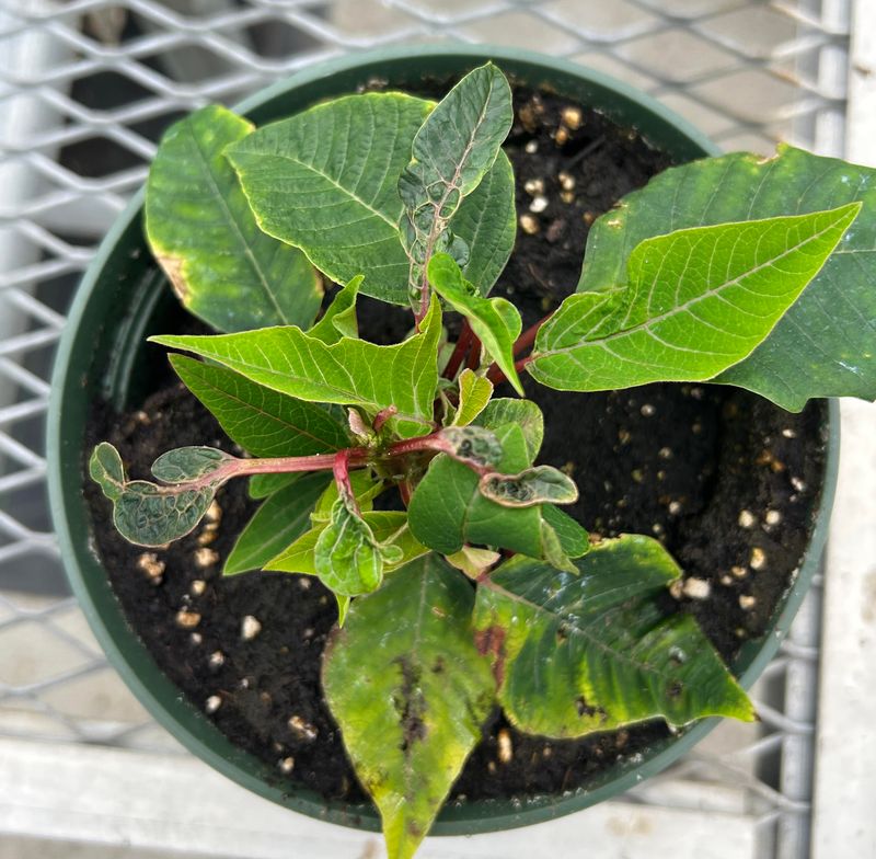 Stress From Recent Transportation