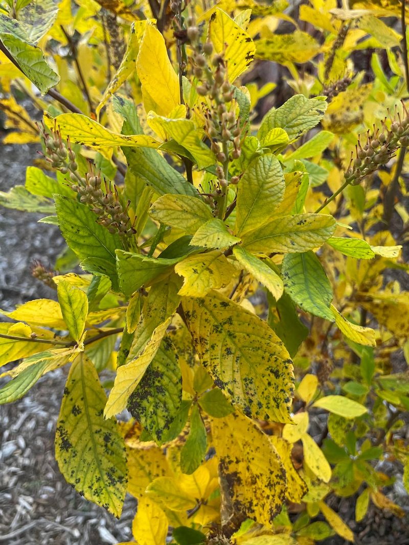 Fungal Diseases Spreading Through Moisture And Humidity