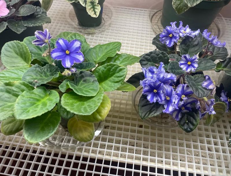 Minimal Handling Reduces Winter Stress