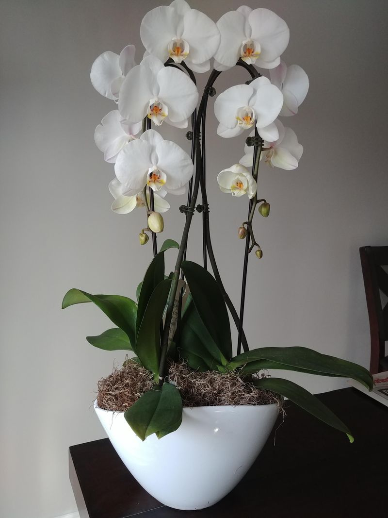 Lack Of Fresh Air Causes Carbon Dioxide Depletion Around Plants