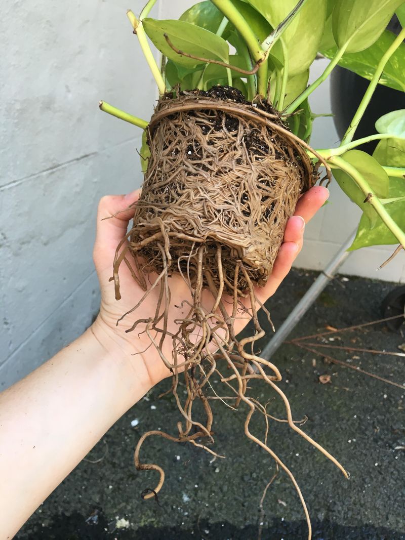 Roots Growing Out Of Drainage Holes