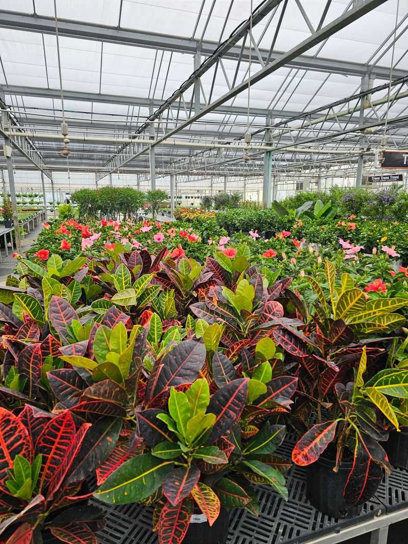 Natorp's Garden Center — Cincinnati