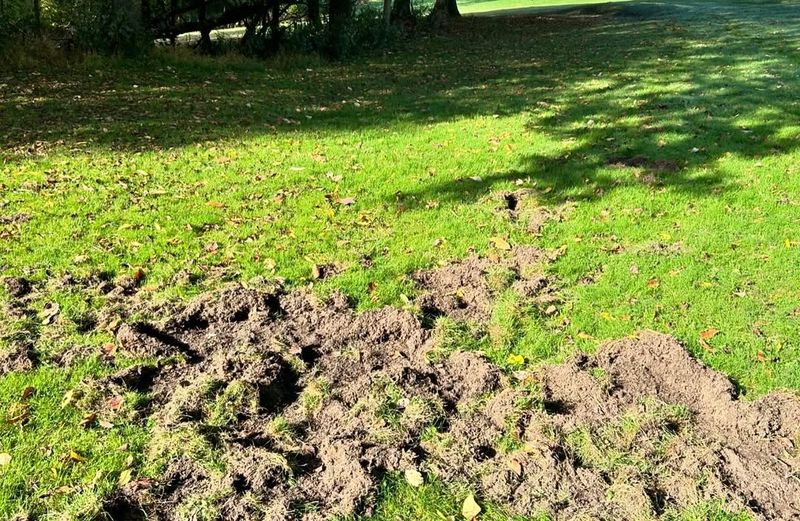 Flattened Vegetation Creating Trails To Your Deck
