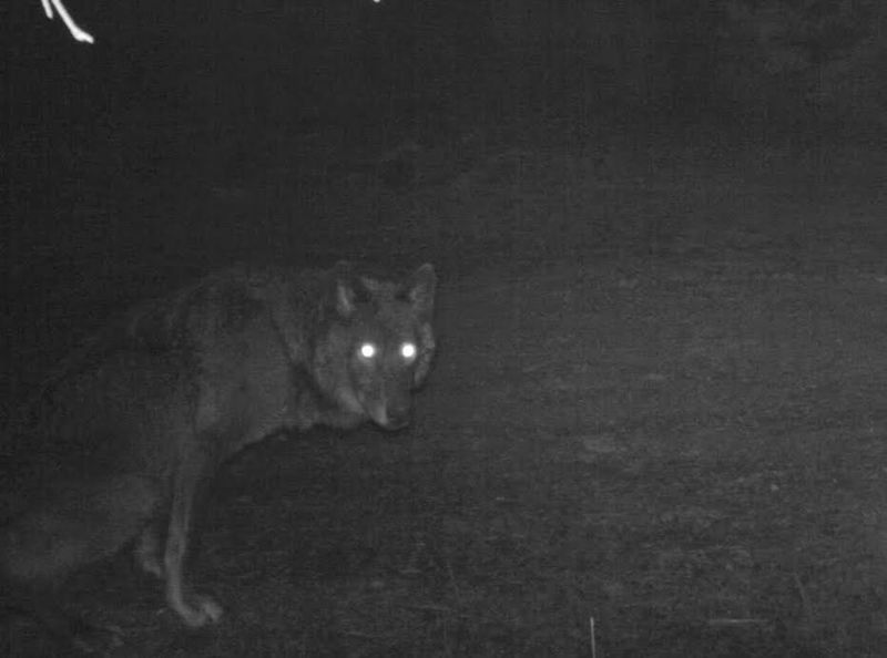 Game Cameras Capturing Nighttime Shadows