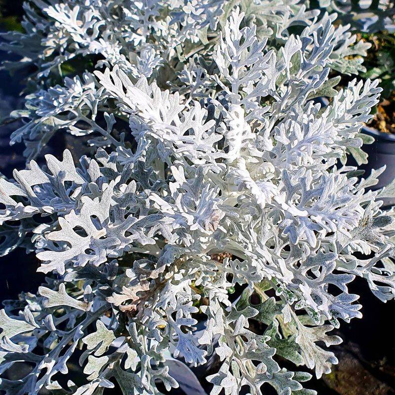 Dusty Miller