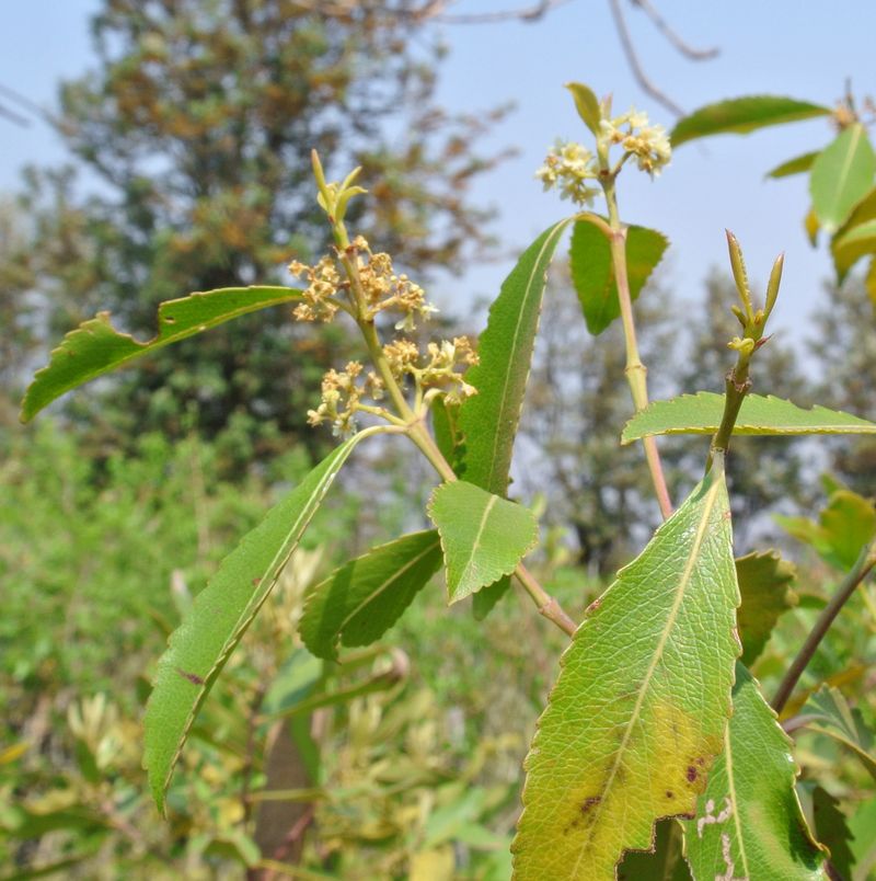Khat (Catha Edulis)
