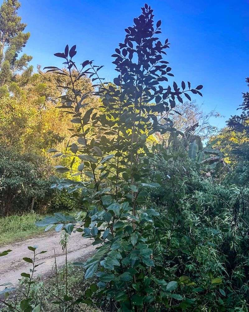 Khat — Catha Edulis