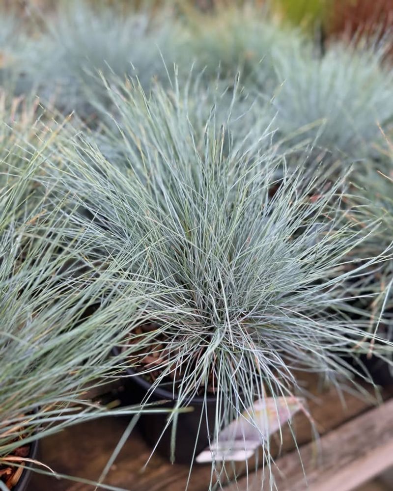 Festuca Glauca (Blue Fescue)