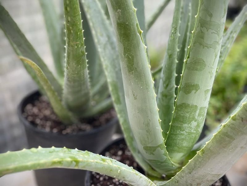 Aloe Vera