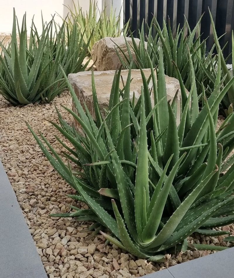 Aloe Vera