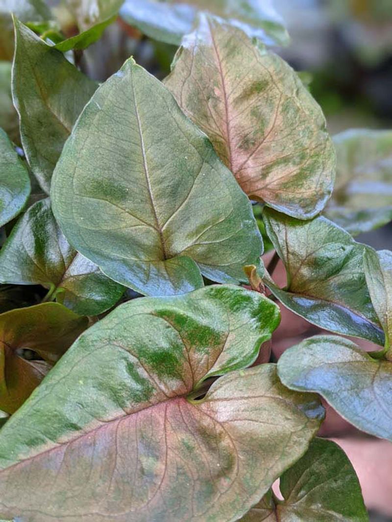 Pink Arrowhead Vine 'Berry' Types