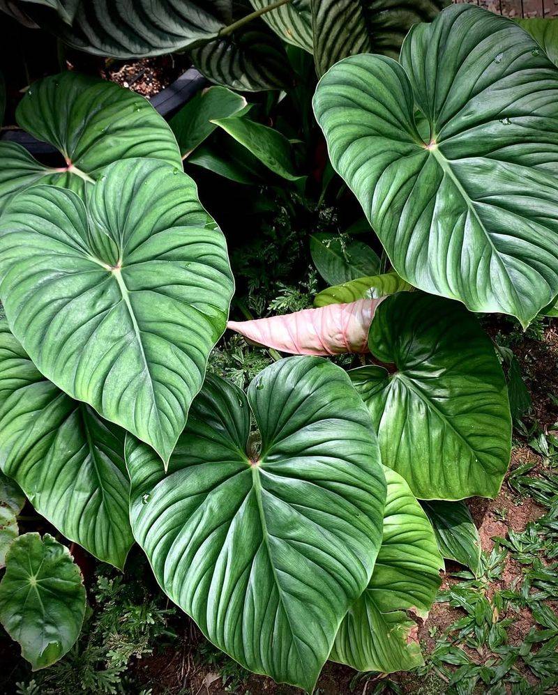 Philodendron Plowmanii