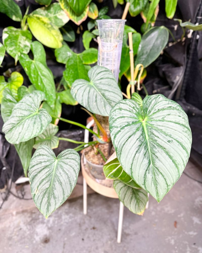 Philodendron Pastazanum