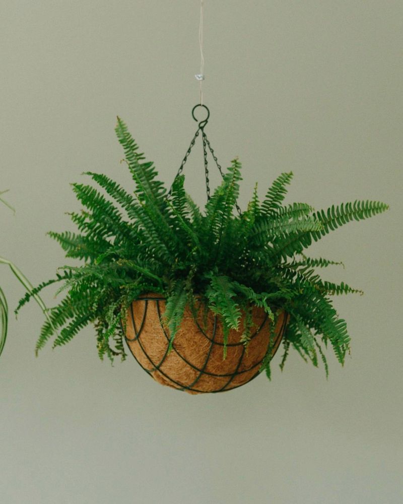 Boston Fern