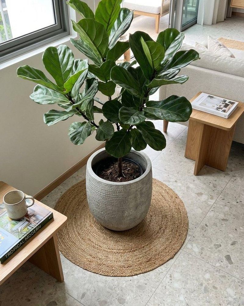 Fiddle Leaf Fig