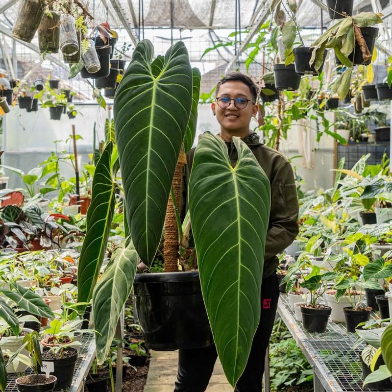 Philodendron Melanochrysum