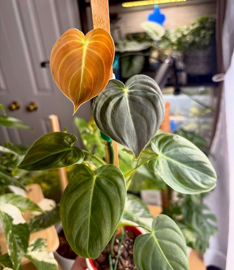 Philodendron Melanochrysum