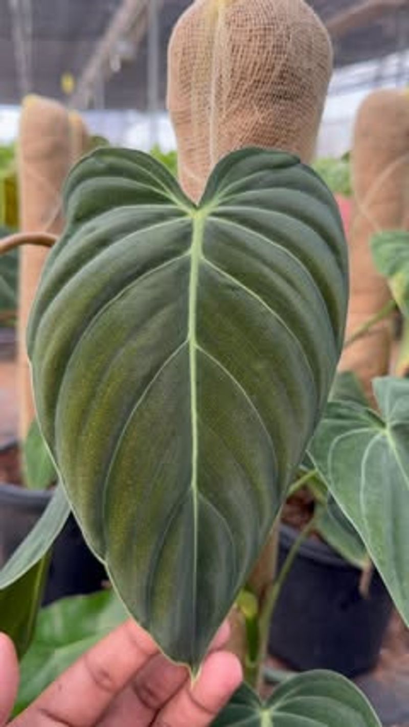 Philodendron Melanochrysum