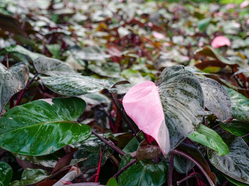 Philodendron Pink Princess