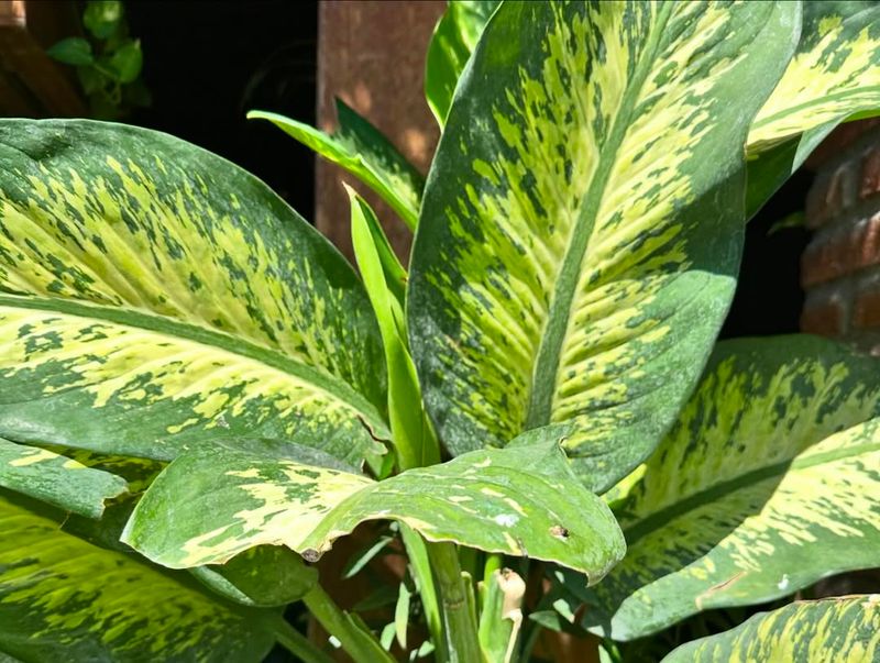 Dieffenbachia (Dumb Cane)