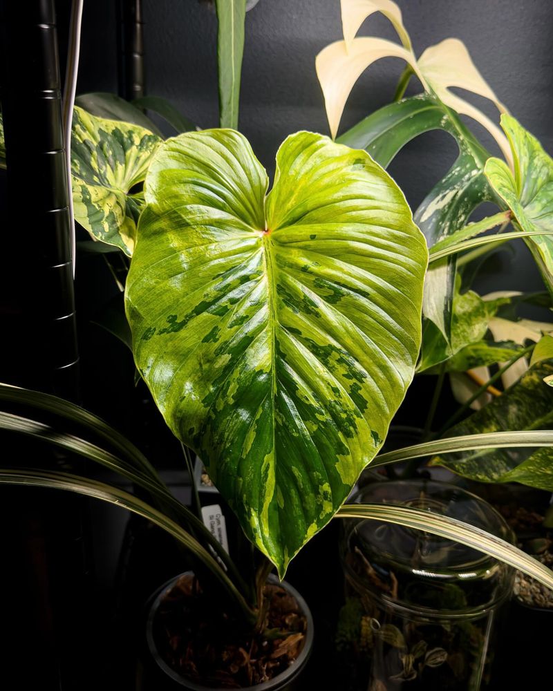 Philodendron Plowmanii