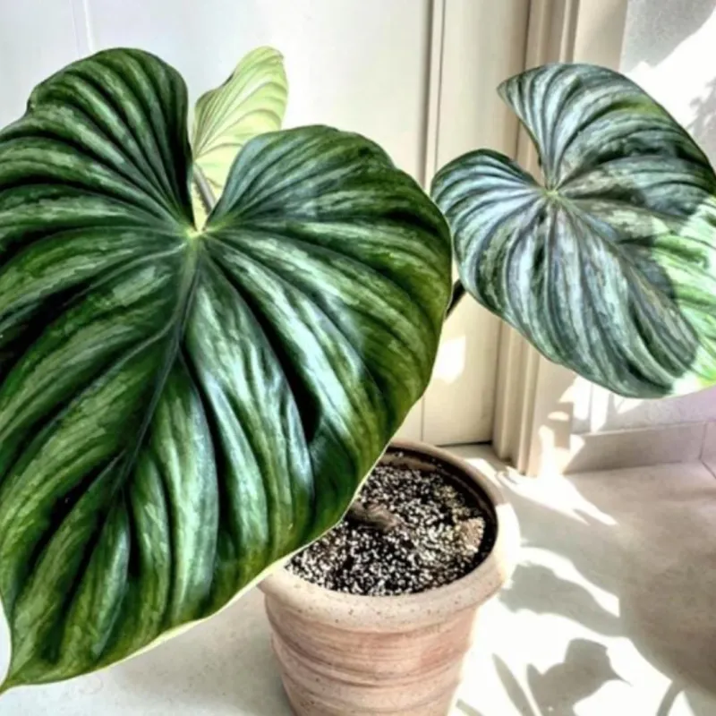 Philodendron Plowmanii