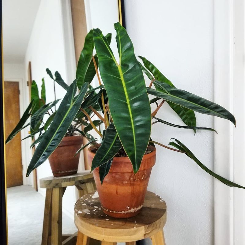 Philodendron Billietiae