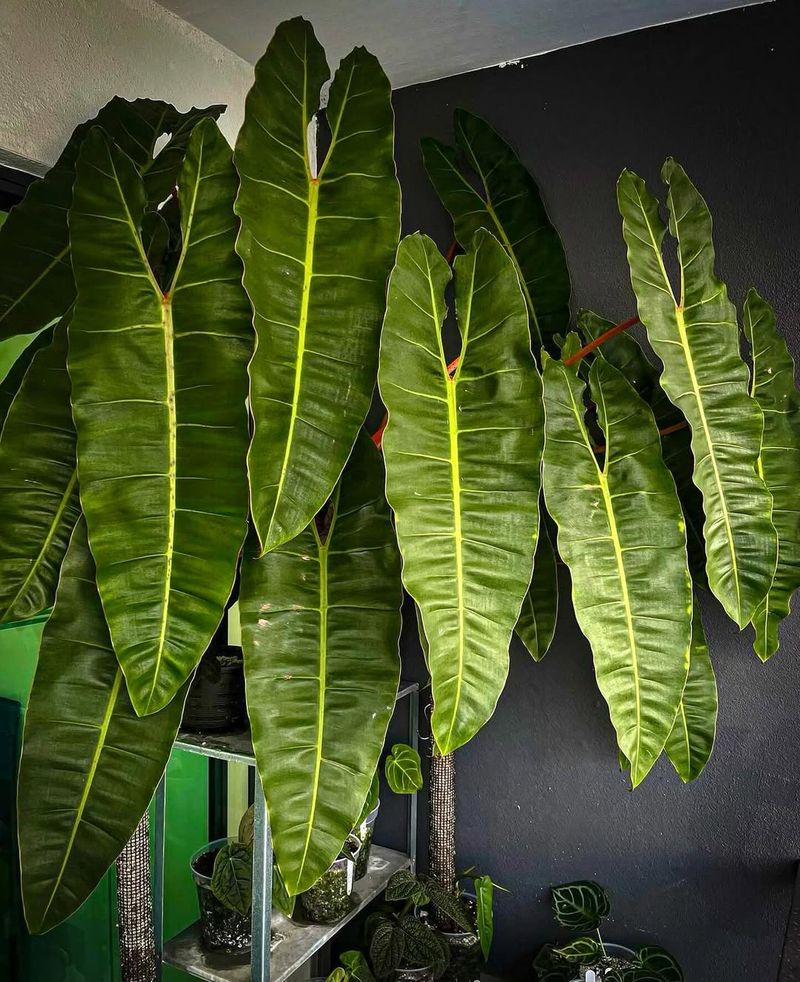 Philodendron Billietiae