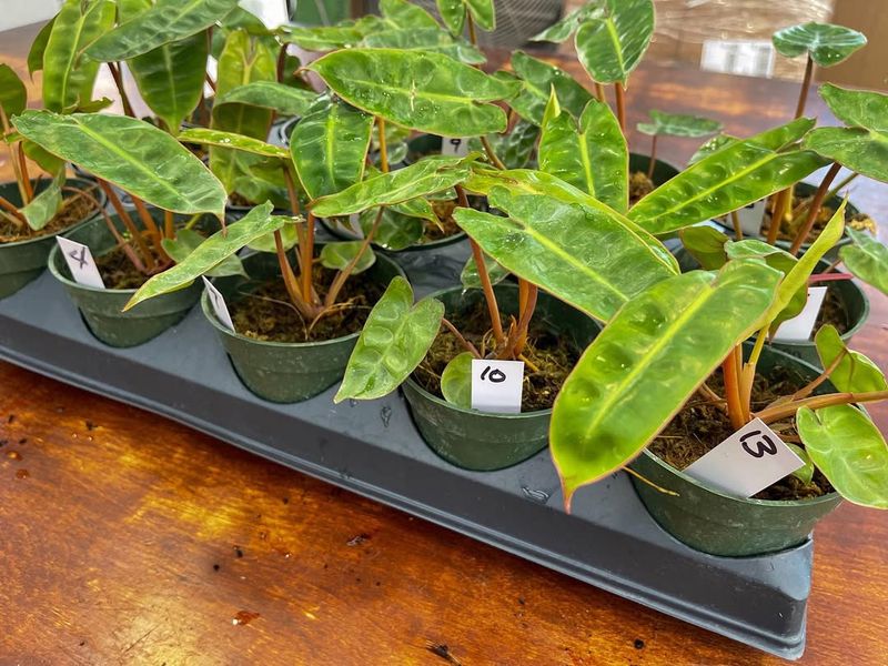 Philodendron Billietiae