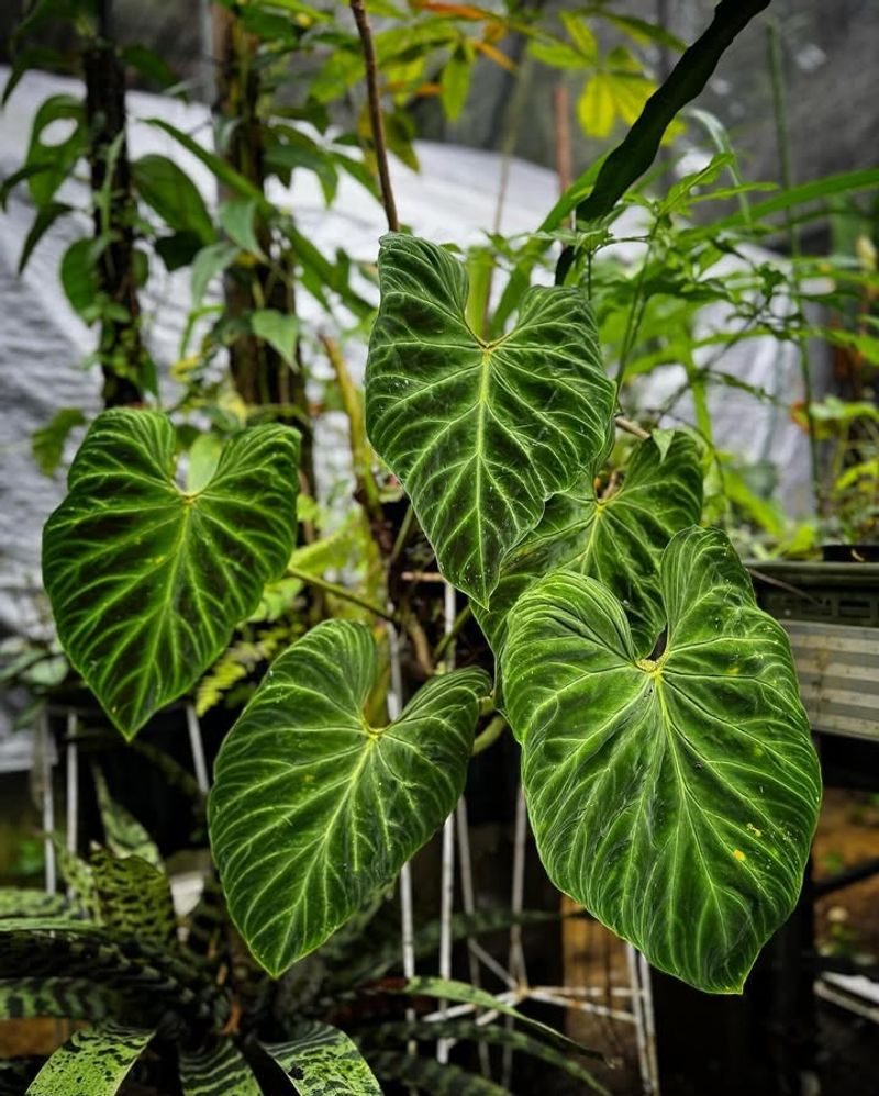 Philodendron Verrucosum