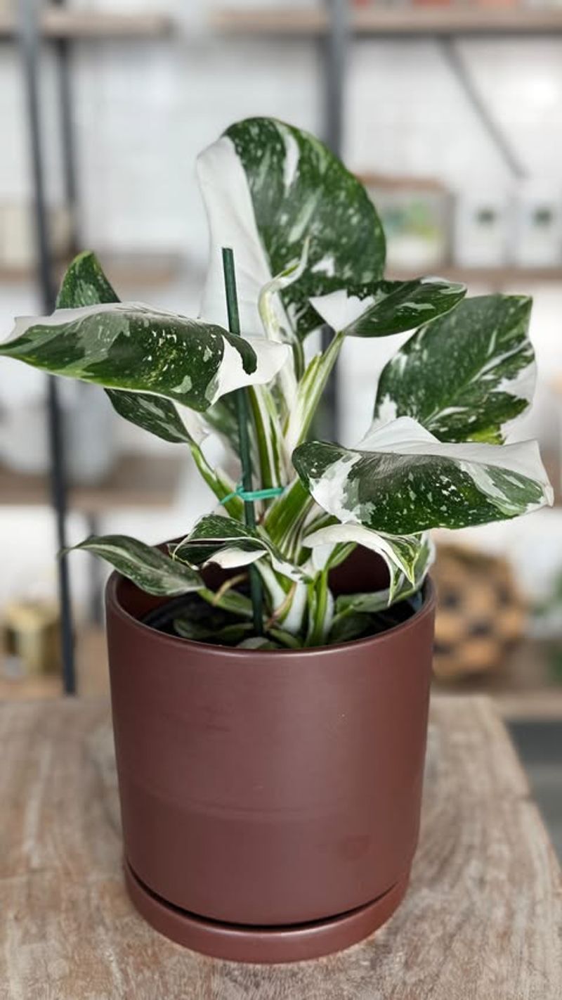 Philodendron White Wizard