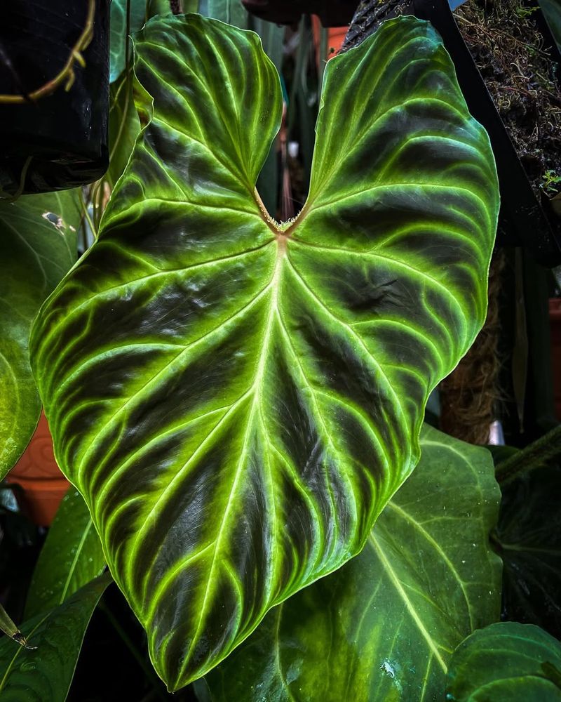 Philodendron Verrucosum
