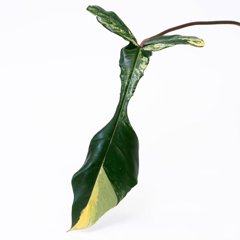 Philodendron Joepii
