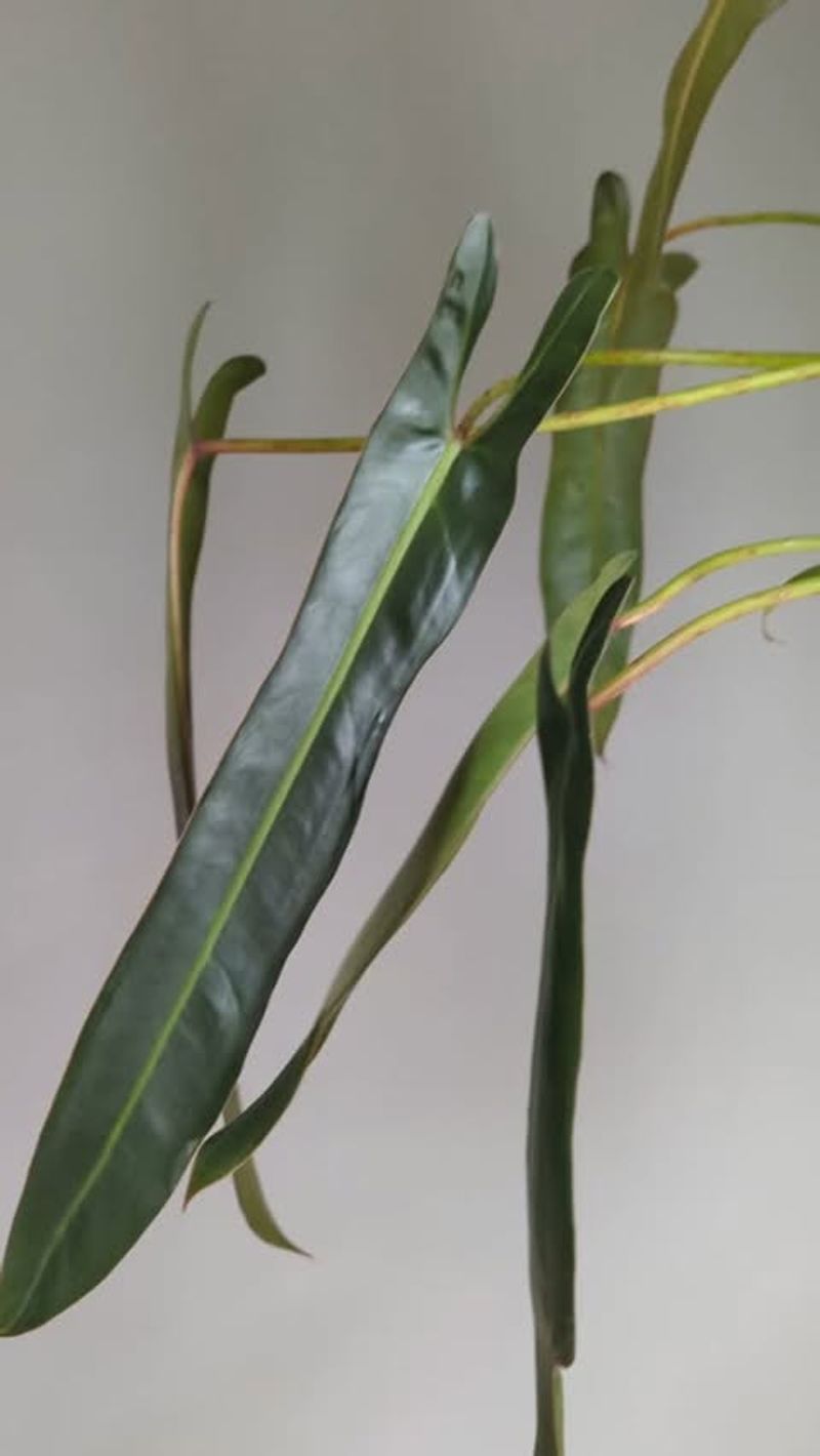 Philodendron Spiritus Sancti