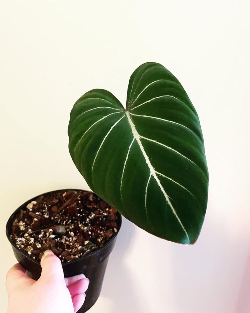Philodendron Gloriosum