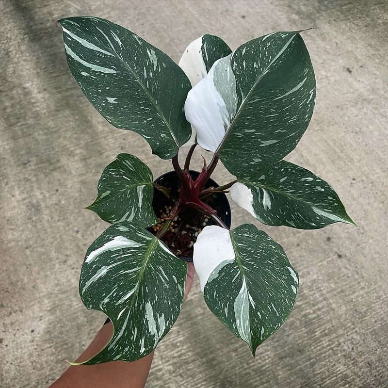 Philodendron White Knight