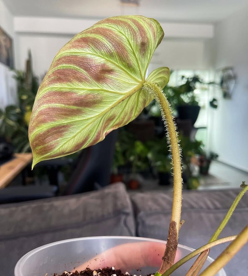 Philodendron Verrucosum
