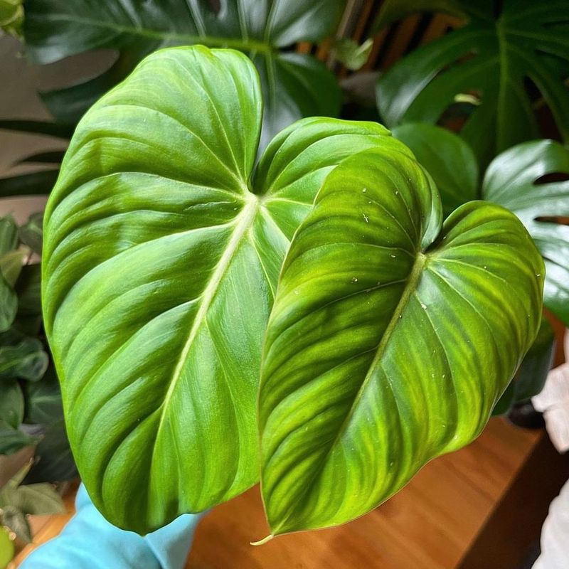 Philodendron Pastazanum