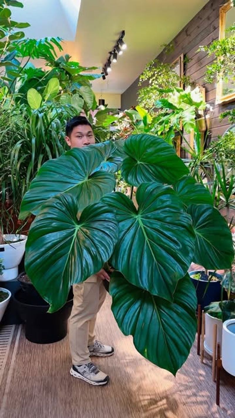 Philodendron Pastazanum