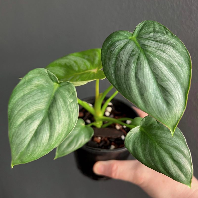 Philodendron Pastazanum