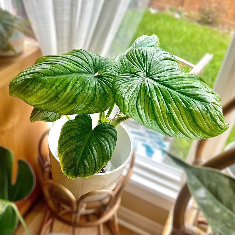Philodendron Mamei