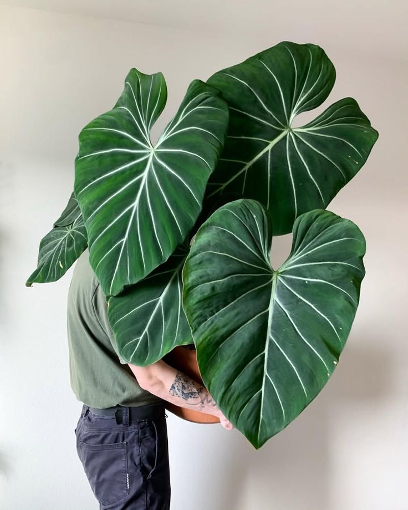 Philodendron Gloriosum